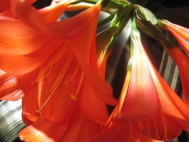 bouquet per amicizia