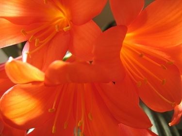 bouquet per amore