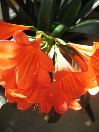 bouquet per anniversari