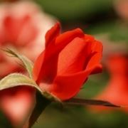 bouquet per dirti che