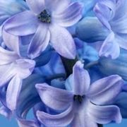 bouquet per fidanzamento