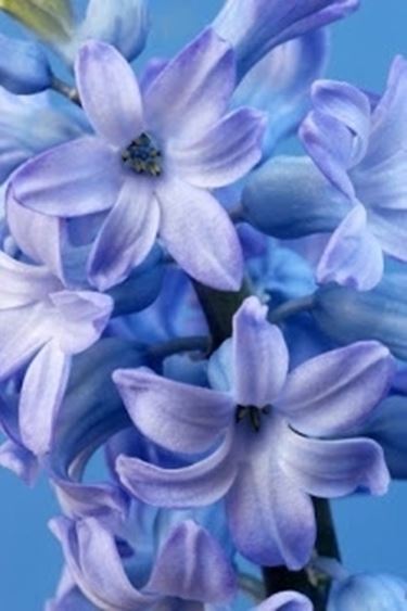 bouquet per fidanzamento