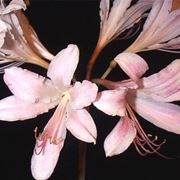 bouquet per lutto