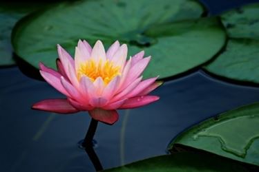 Come rendere esteticamente pi bello il fiore di carta crespa
