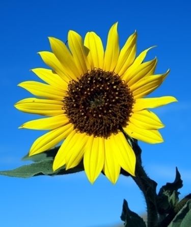 inviare fiori-19