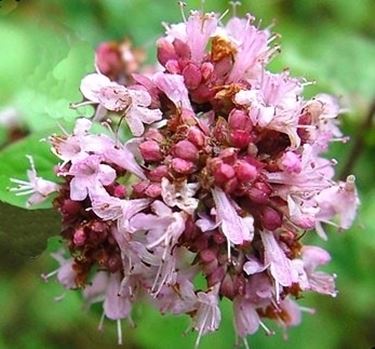 significato dei fiori-5