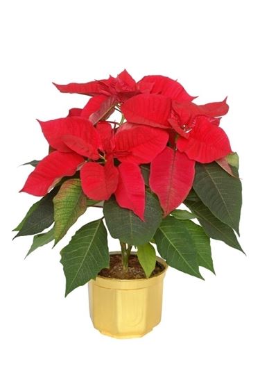 Natale