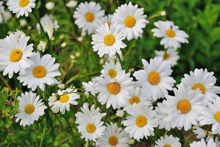 Suggerimenti e consigli per la cura dei fiori