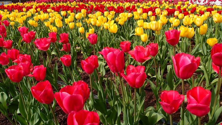 significato dei fiori