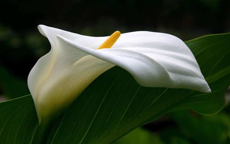 Fiore calla