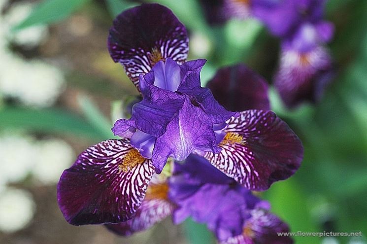 consegna fiori Altamura