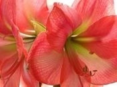 consegna fiori per anniversari