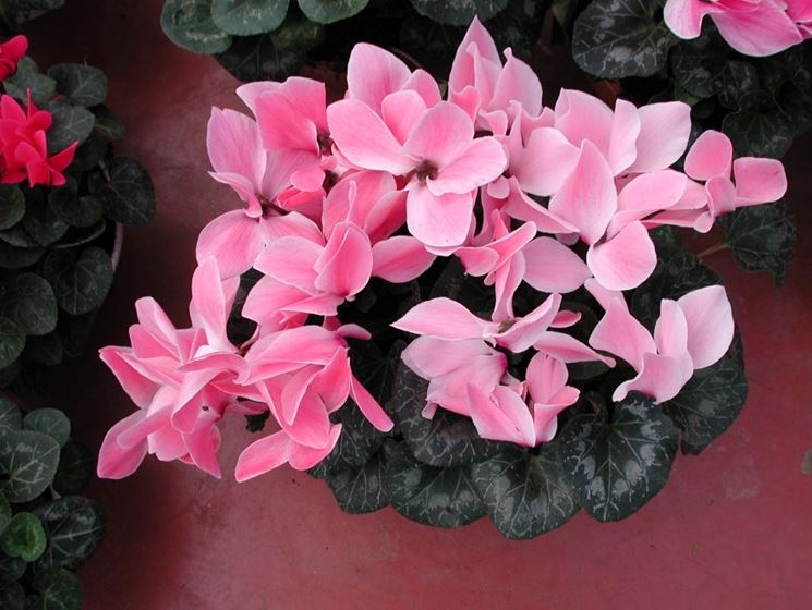 consegna fiori per aziendali-1