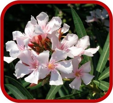 consegna fiori per condoglianze