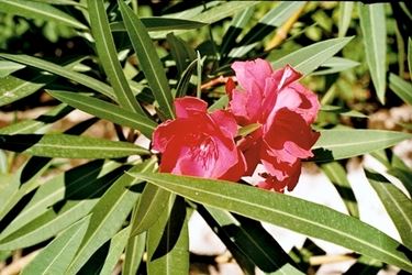 consegna fiori per fiocco rosa