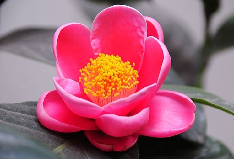consegna fiori per guarigioni