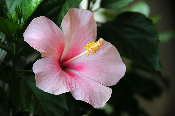 consegna fiori per lei-1