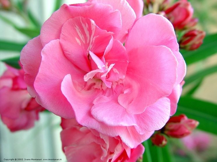 consegna fiori per lei
