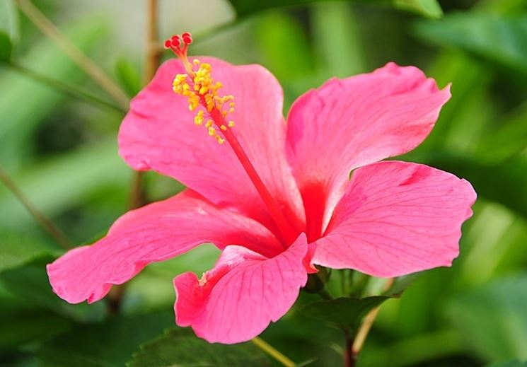 consegna fiori per lui-1
