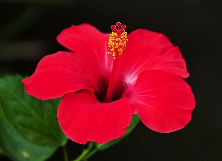 consegna fiori per lutto