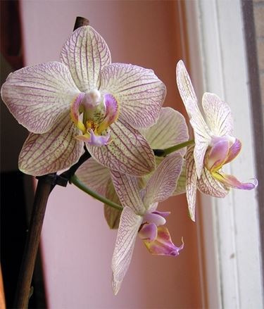consegna fiori per mi dispiace-1