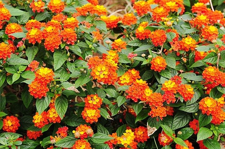 consegna fiori per mi dispiace