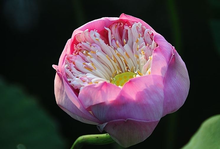 consegna fiori per nascita