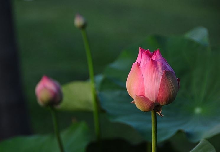 consegna fiori per nozze-1
