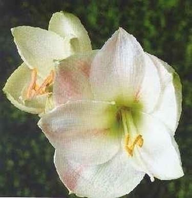 consegna fiori per onomastico