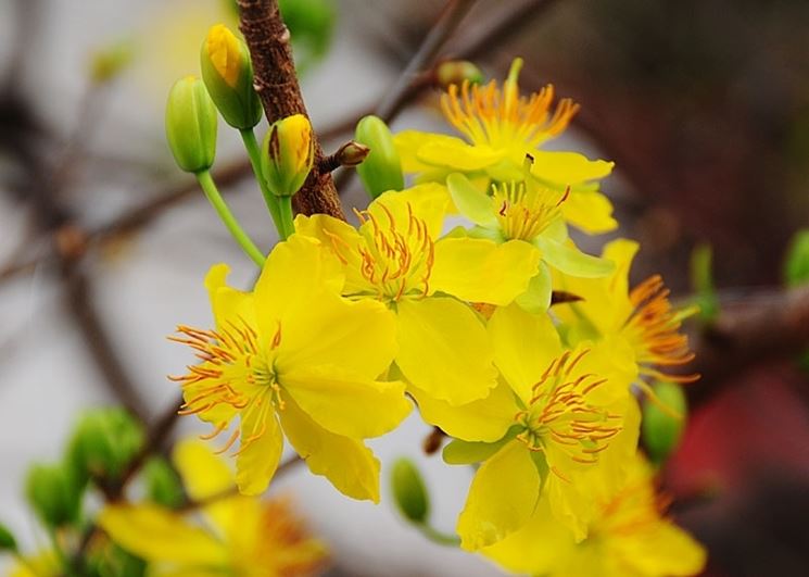 consegna fiori per ringraziamenti