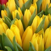 fiori Giugliano in Campania