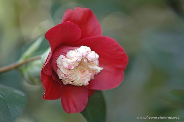 fiori per amicizia-1