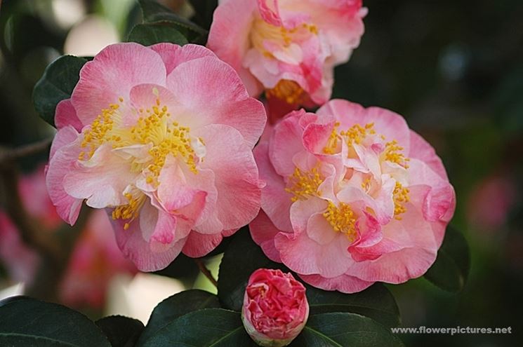 fiori per amore