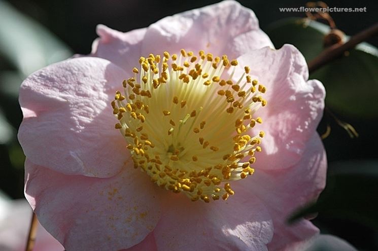 fiori per anniversario