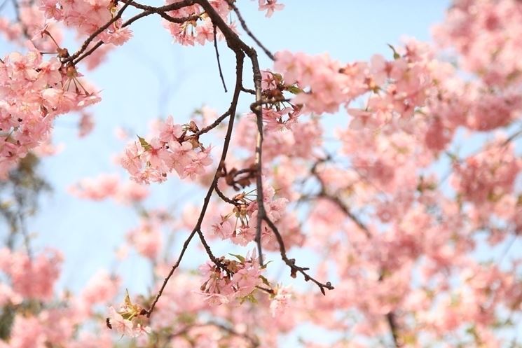 fiori per auguri