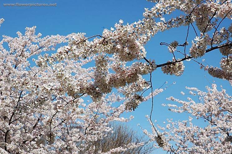 fiori per aziendali-1