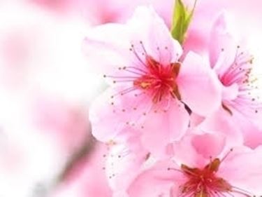 fiori per battesimo-1