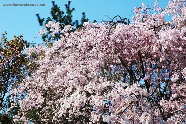 fiori per chiedere scusa-1