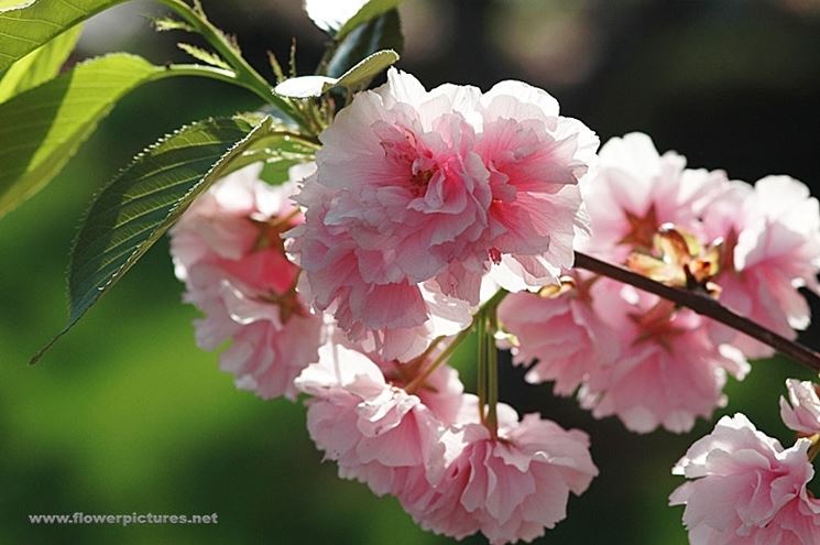 fiori per condoglianze-1