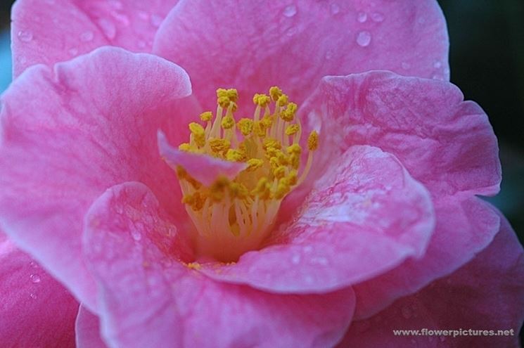 fiori per dirti che?