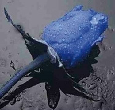 fiori per fiocco azzurro