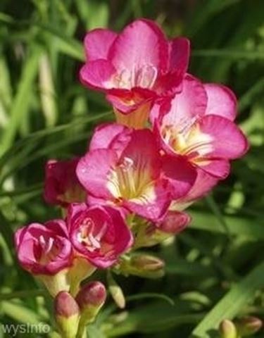fiori per fiocco rosa