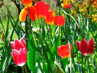 fiori per natale buon anno