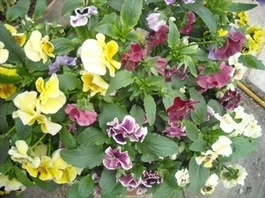 fiori per regalo