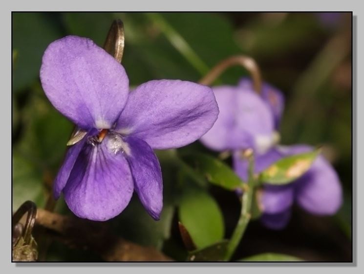 invio fiori Giugliano in Campania