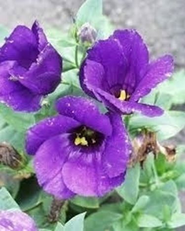 spedire fiori-16