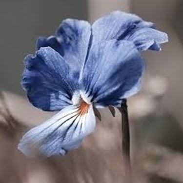inviare fiori-1