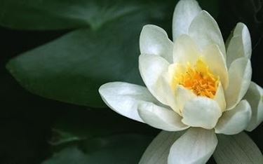 Un fiore, molteplici significati