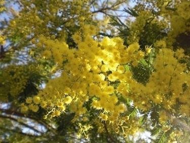 Il mondo della vendita online degli alberi