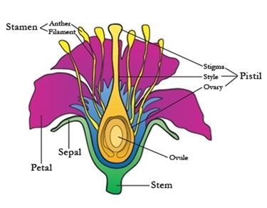 Il Corniolo da fiore